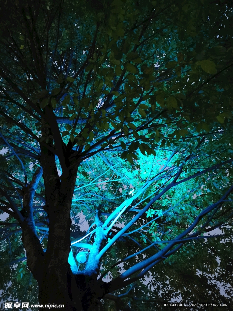 照明树