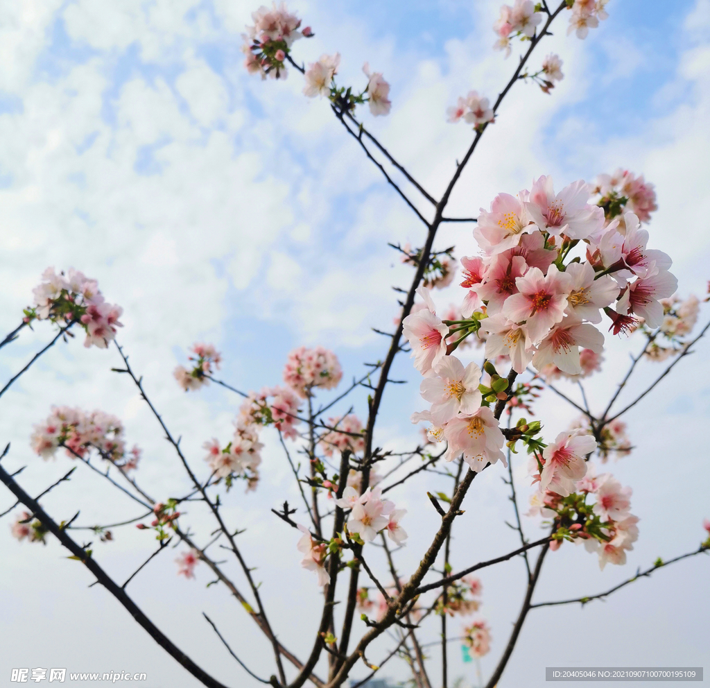 樱花树枝头