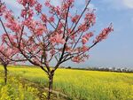 樱花树