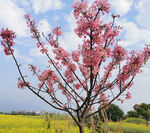 樱花树