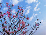 樱花树枝头