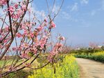 樱花树