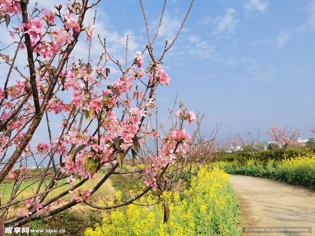 樱花树