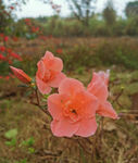 杜鹃花