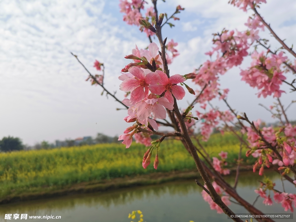 樱花树背景