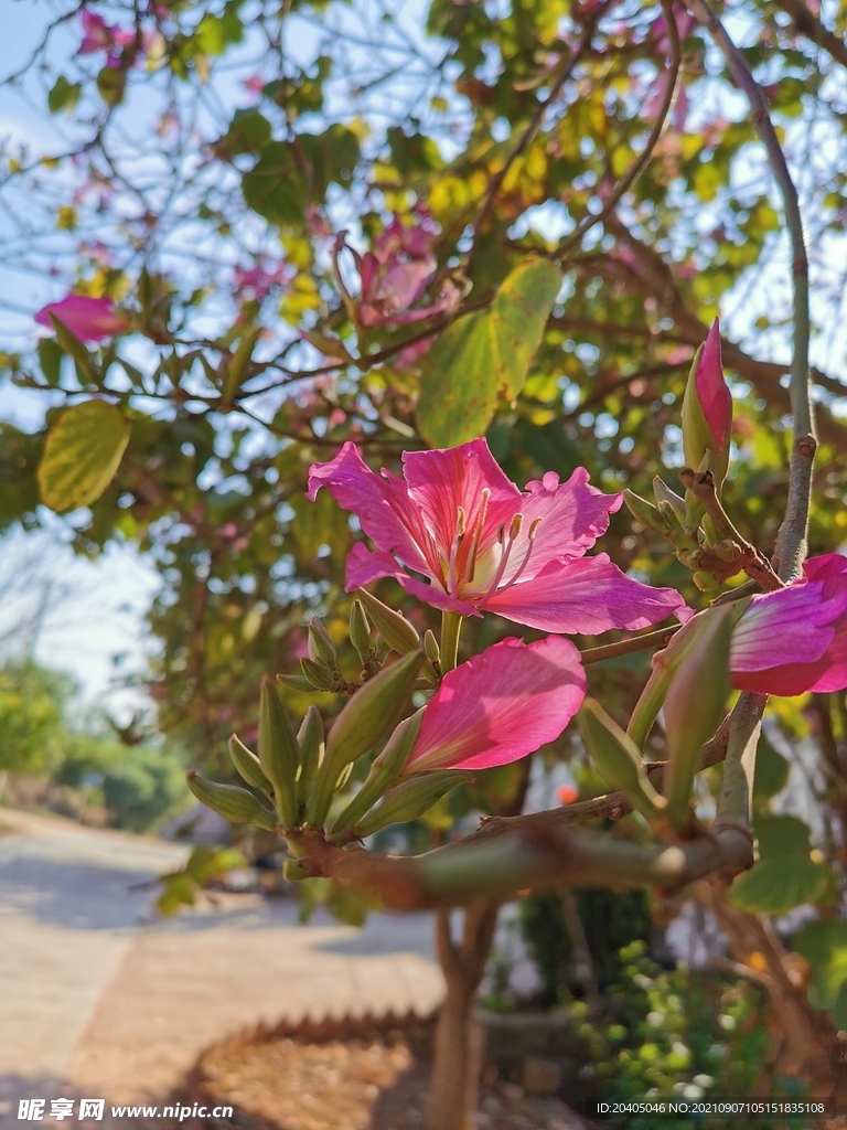 紫荆花