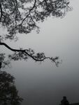 松树枝头