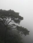 迷雾中的松树