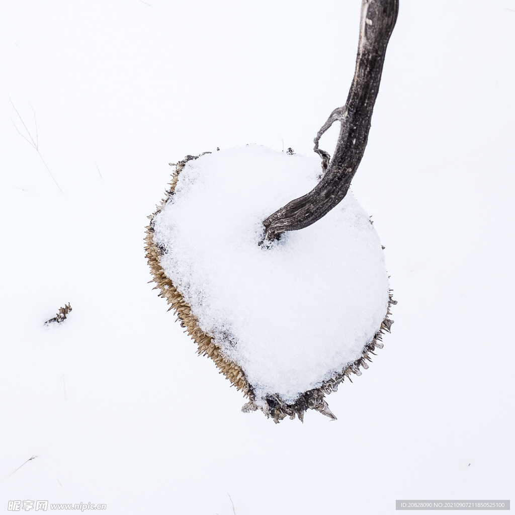 雪地里的向日葵