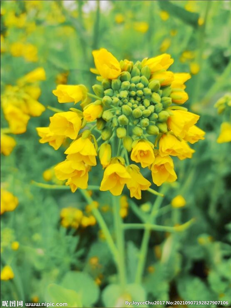 微距油菜花