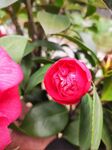 山茶花