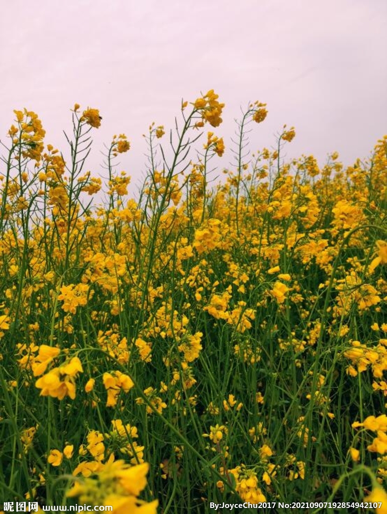 一片油菜花地