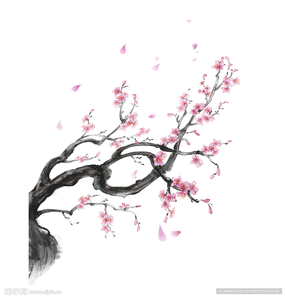 梅花素材