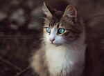 蓝眼睛宠物猫 