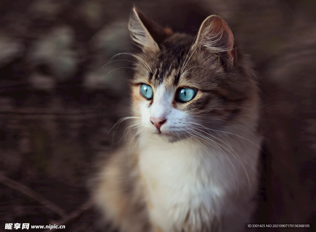 蓝眼睛宠物猫 