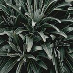 笹之雪绿色植物背景