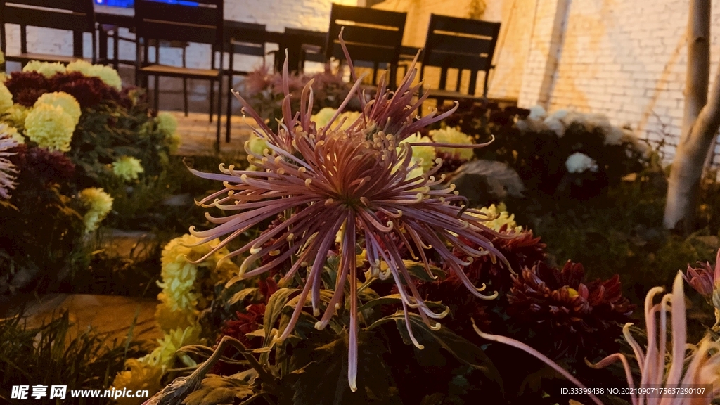 菊花