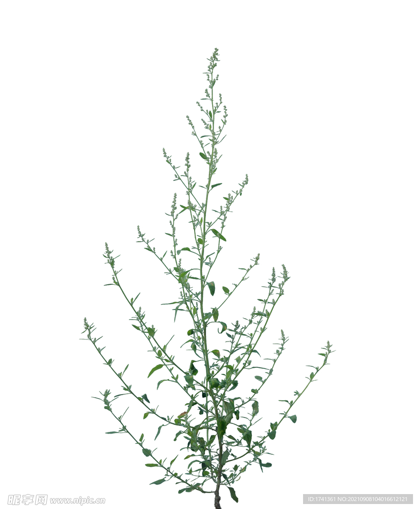 草