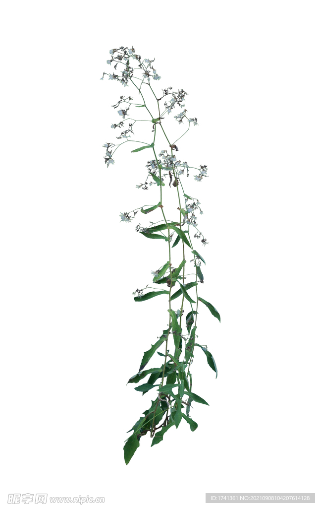 草