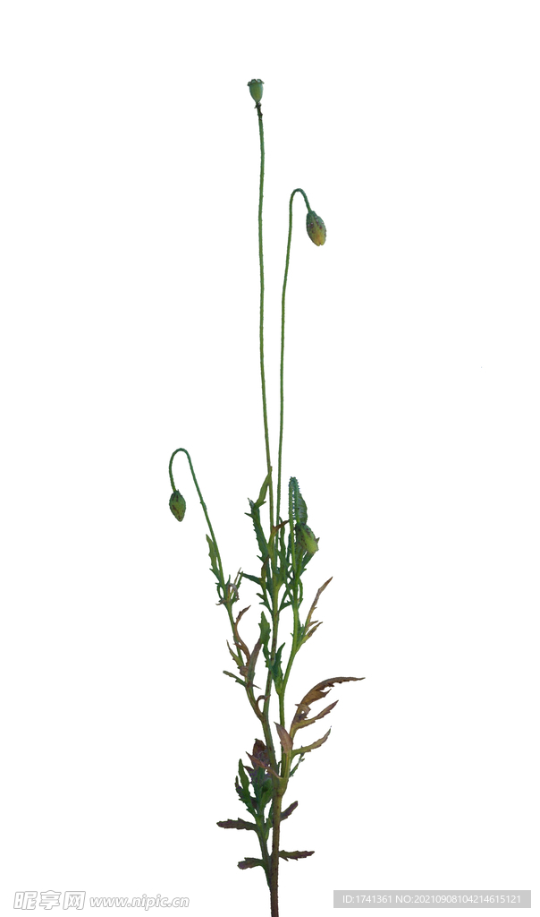 草