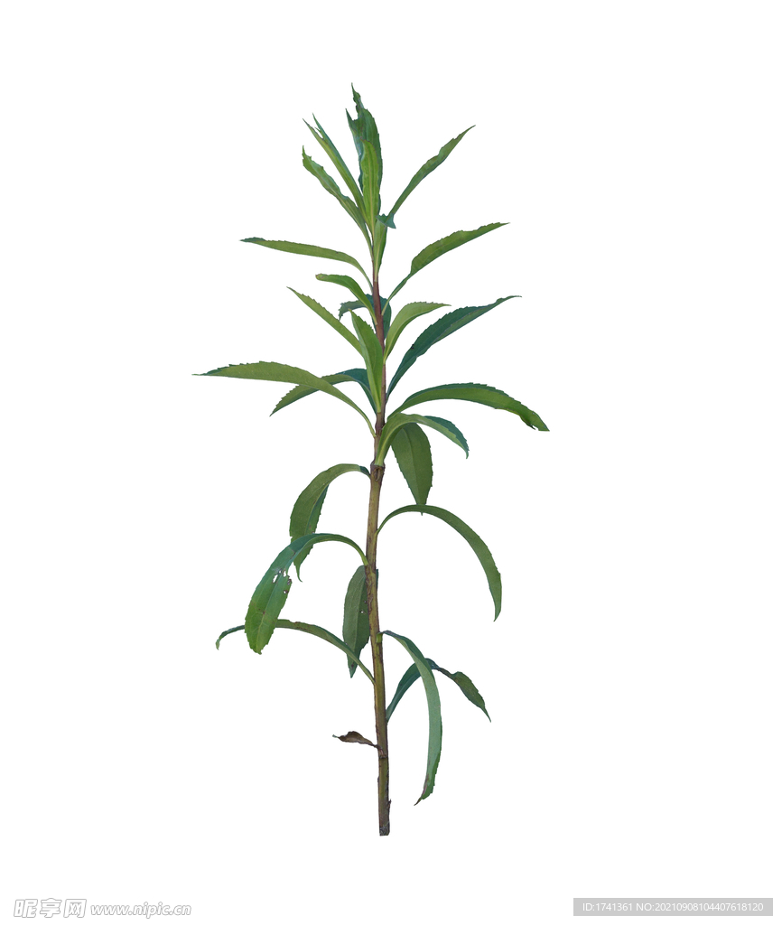 草