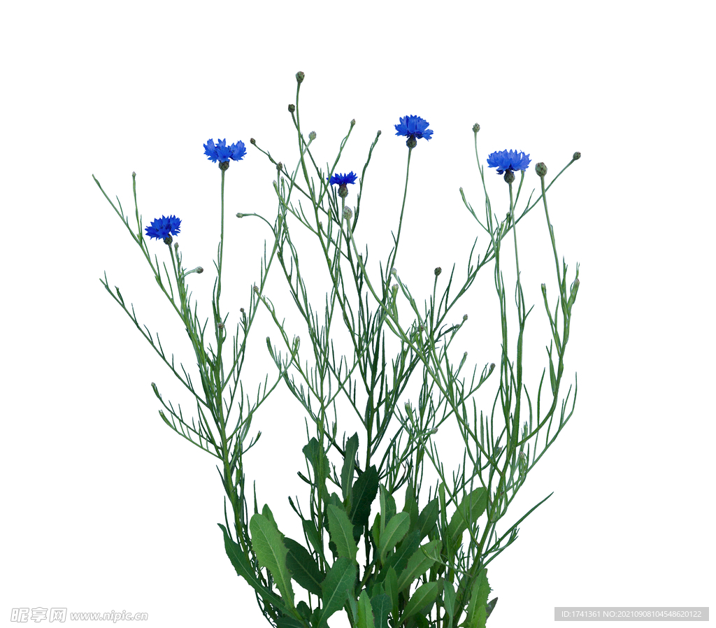 草