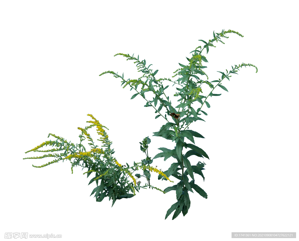 草