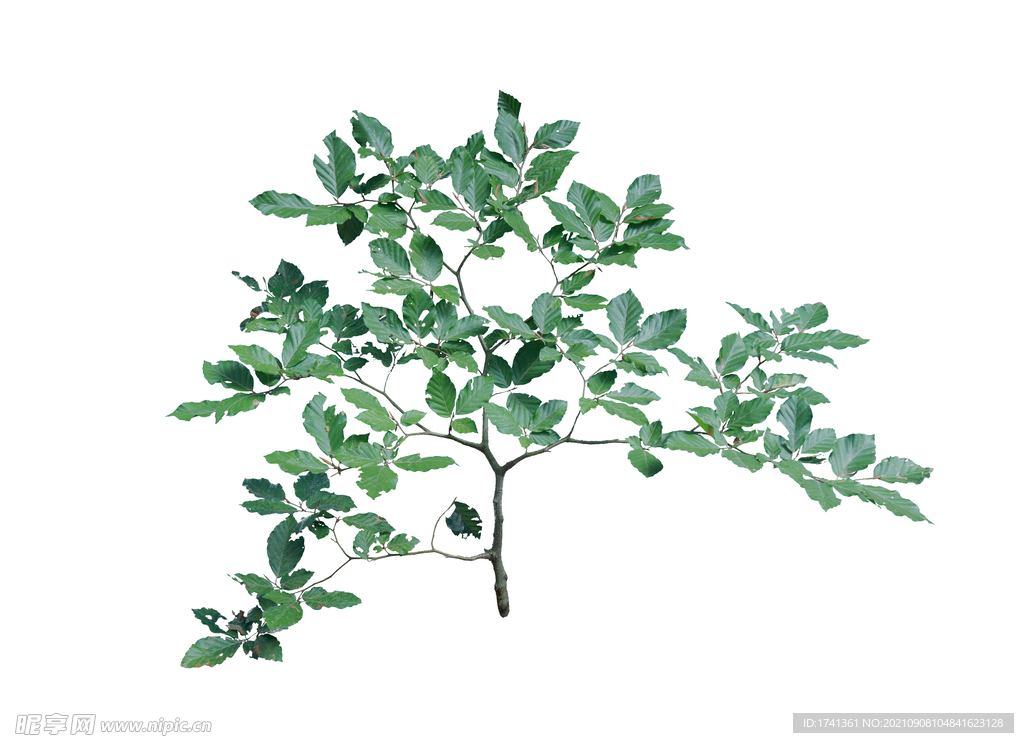 草