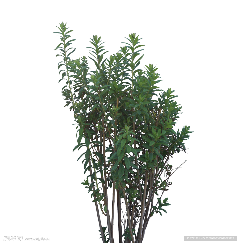 草