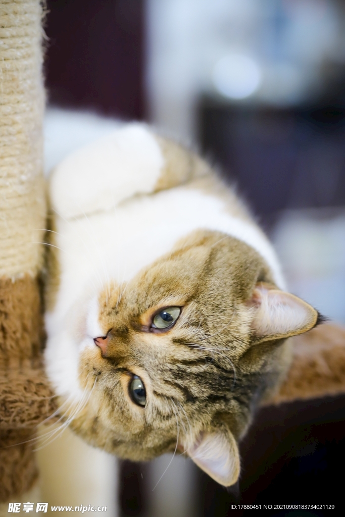 猫