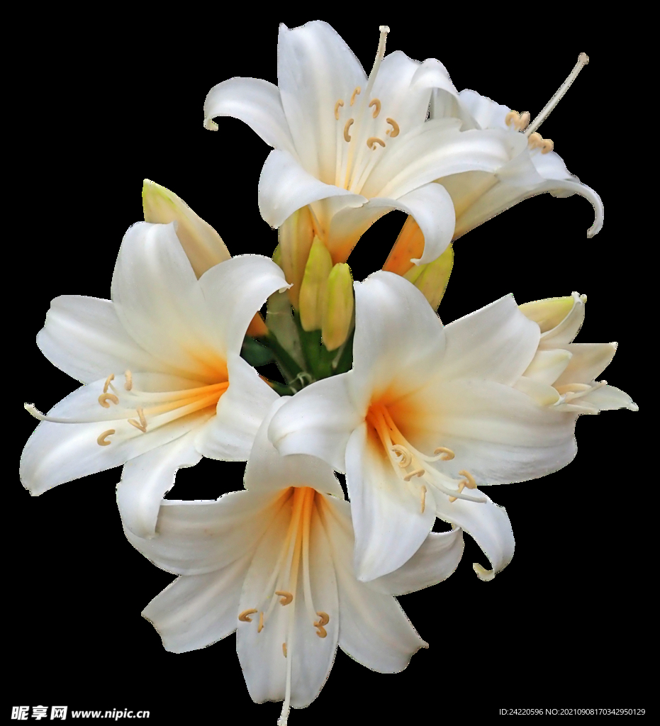鲜花