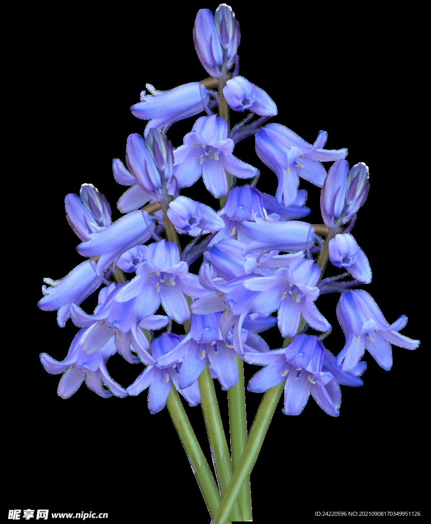 鲜花