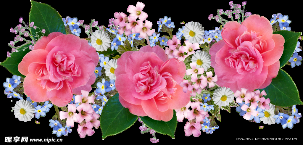玫瑰花
