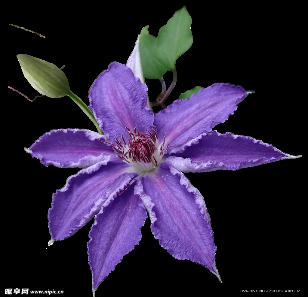 鲜花