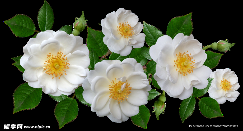 鲜花