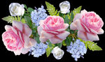 玫瑰花