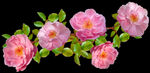玫瑰花