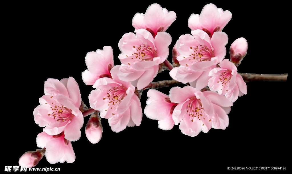 鲜花