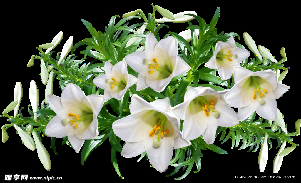 鲜花