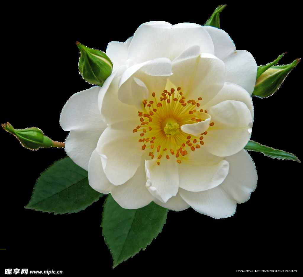 鲜花