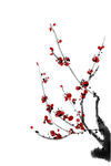 梅花素材
