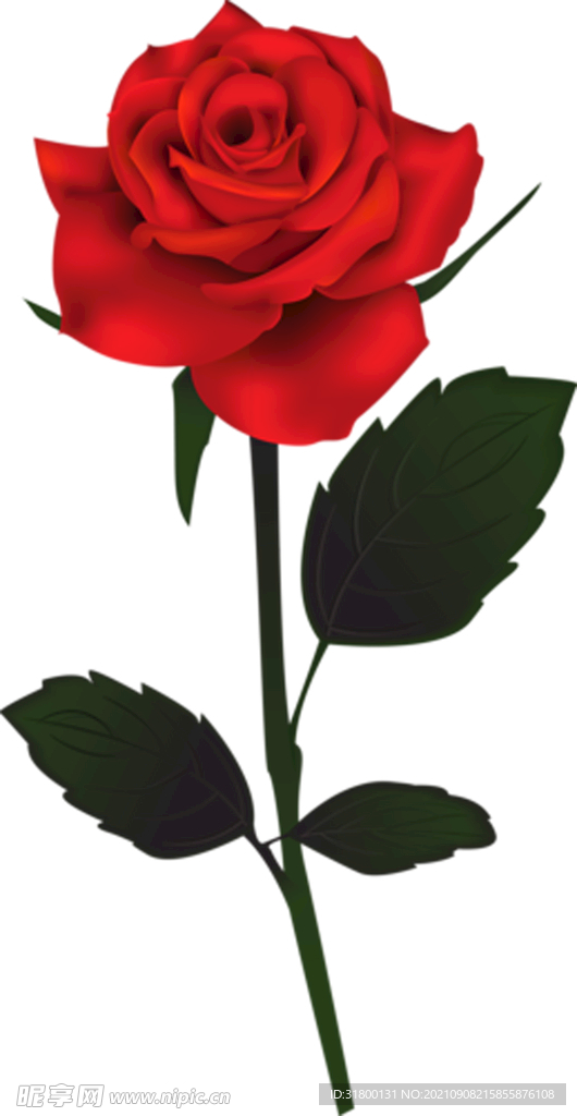 玫瑰花