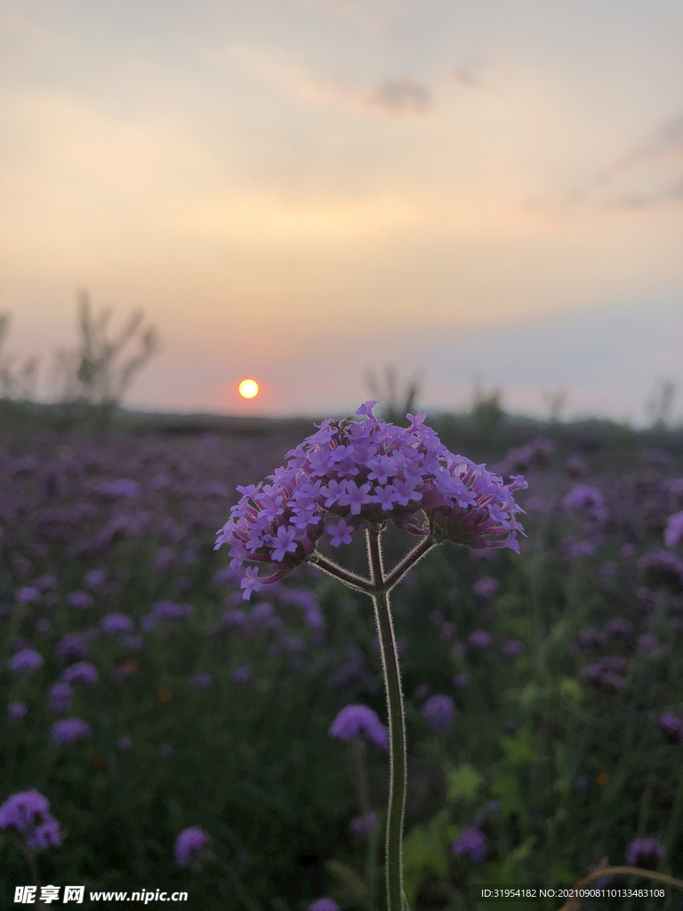 花海