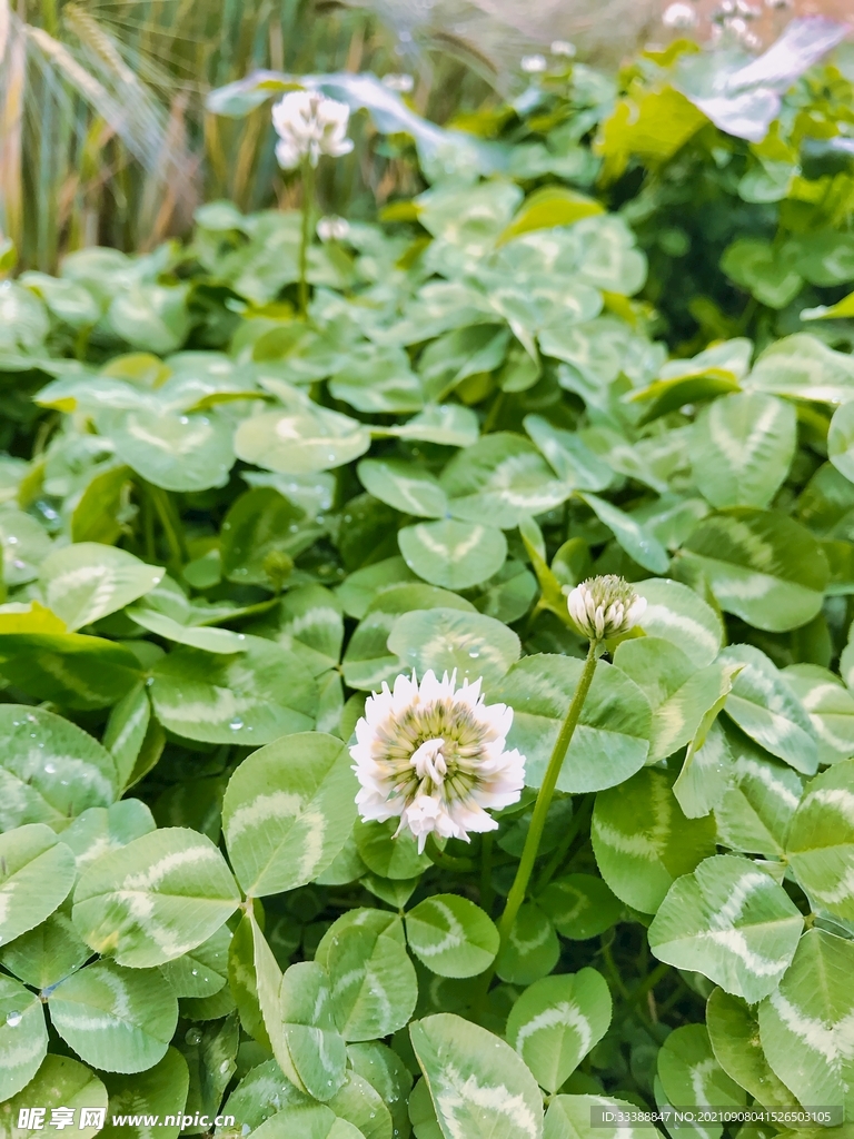 小花特写绿色植物