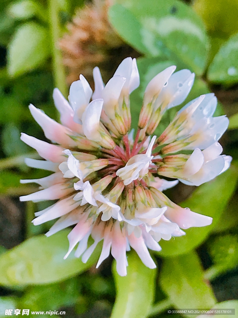 小花特写绿色植物