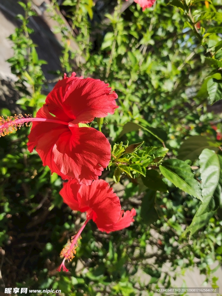 扶桑花的爱意