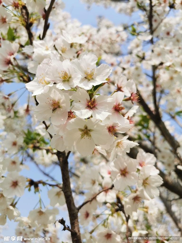 樱花 白花 古柏渡