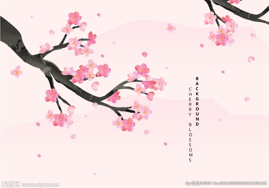 樱花 