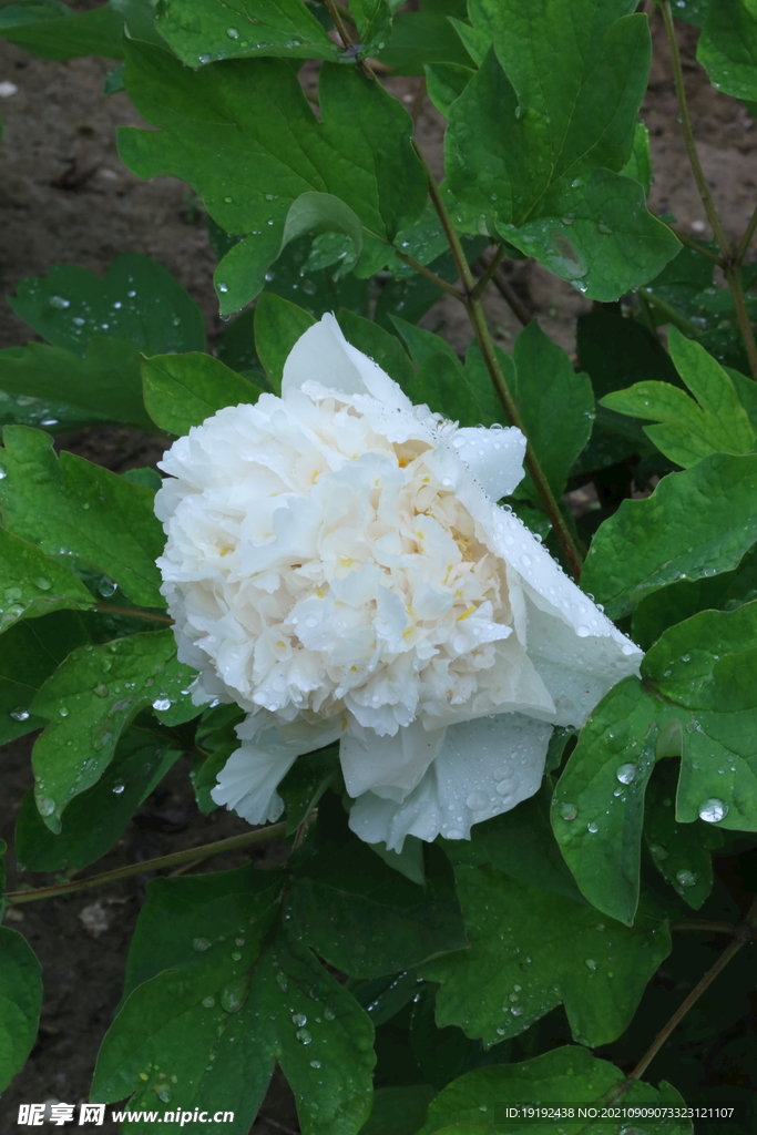 牡丹花