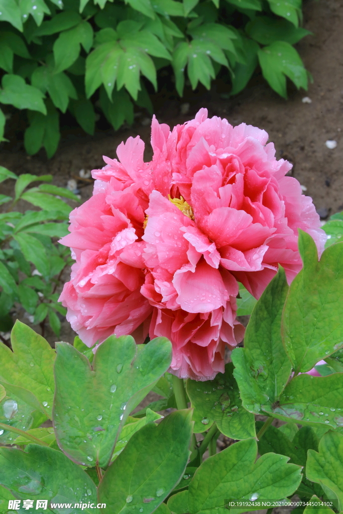 牡丹花 